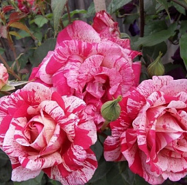 Роза 'Пападжено' (чайно-гибридная) (бело-розовая)