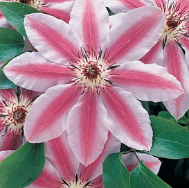 Клематис 'Нелли Мозер'