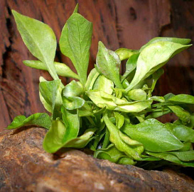 Альтернантера 'Бетзика грин'