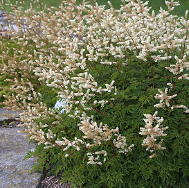 Волжанка кокорышелистная