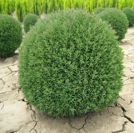 Туя западная 'Тедди'