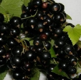 Смородина черная 'Диво Звягиной'
