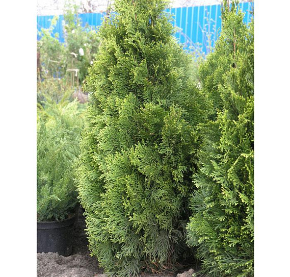 Туя западная 'Брабант'