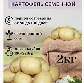 Картофель семенной Флагман (суперэлита) 2 кг