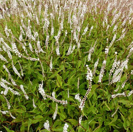 Горец свечевидный 'Альба'