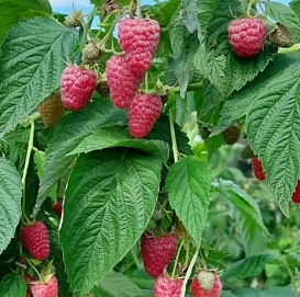 Малина 'Примабла'