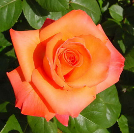 Роза 'Христофор Колумб' (чайно-гибридная) (коралово - оранжевая)