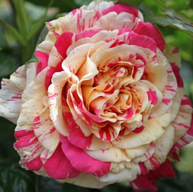 Роза 'Ванилла фрейз' (плетистая) (желтая с розовым)