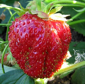 Земляника (клубника) 'Лорд'