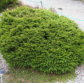 Ель обыкновенная 'Пигмея'