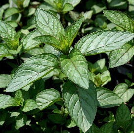 Мята 'Гранада'