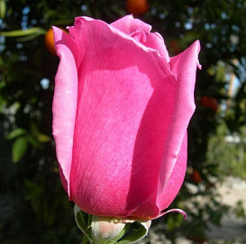 Роза 'Эйфель Тауэр' (чайно-гибридная) (розовая)