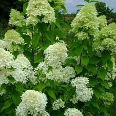 Гортензия метельчатая 'Литтл Лайм'