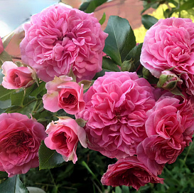 Роза 'Ле Катр Сэзон' (шраб) (розовая)