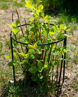 Опора 57-907 для растений (Айронкр)