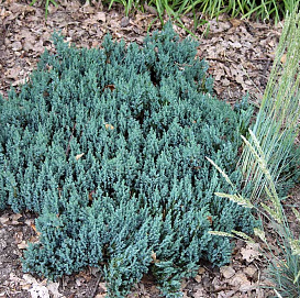 Можжевельник горизонтальный 'Грей Перл'
