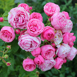 Роза 'Пинк Помпон' (парковая) (молочно-розовая)