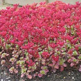 Седум ложный (Очиток) 'Пурпуртепич'