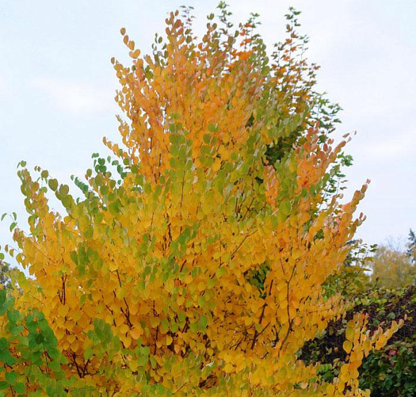 Багряник японский