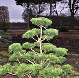 Сосна горная 'Гном' бонсай