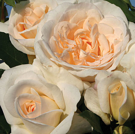 Роза 'Космос' (флорибунда) (кремово-белая)