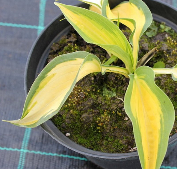 Хоста гибридная (вздутая, волнистая) 'Оранж Мармелейд'