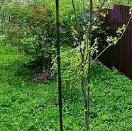Опора для саженцев плодовых деревьев Д 20 мм Выс160 см/120 см/100 см  (Черняев)