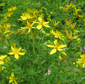 Зверобой продырявленный