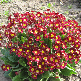 Примула высокая