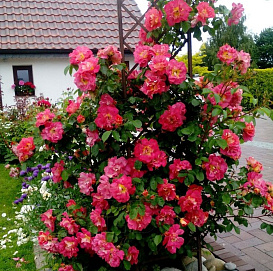 Роза 'Баджаззо' (плетистая)