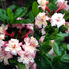Рододендрон желтый (азалия) 'Корнелия' (розовый)