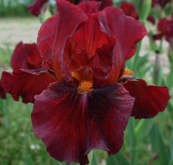 Ирис германский (бородатый) 'Ред Зингер' 