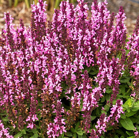 Сальвия дубравная (Шалфей) 'Мерло Роуз'