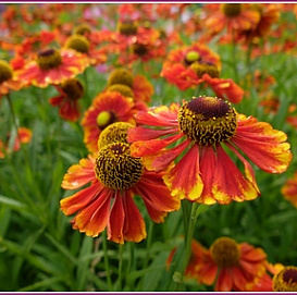 Гелениум 'Моерхейм Бьюти'