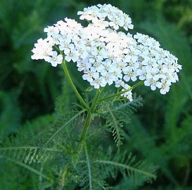 Тысячилистник  обыкновенный 