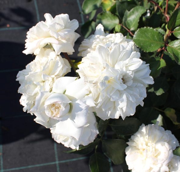 Роза 'Уайт Мейдиланд' (почвопокровная)