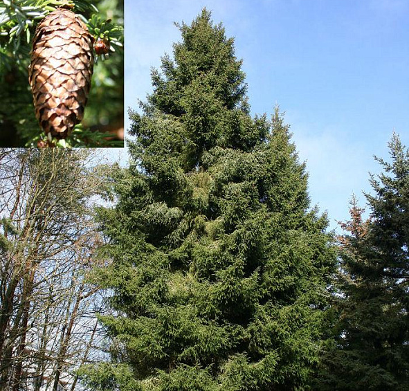 Ель Лицзянская (Picea likiangensis)
