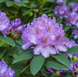 Рододендрон гибридный (азалия) 'Германия' (лиловый)