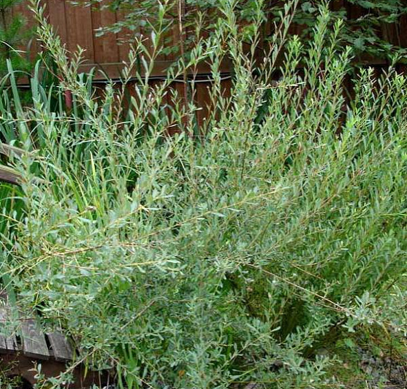 Ива пурпурная 'Маяк'