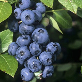 Голубика низкорослая 'Норт Кантри'