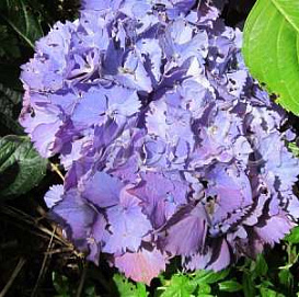 Гортензия крупнолистная 'Замбия'