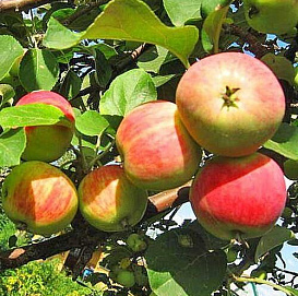 Яблоня домашняя 'Скороплодное'