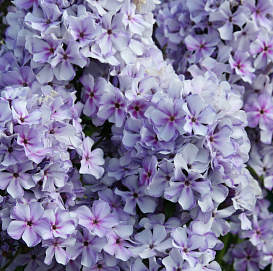 Флокс метельчатый 'Ордынка'