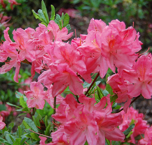 Рододендрон японский (азалия) (розовый)