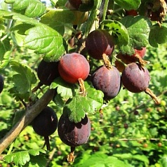 Крыжовник 'Северный капитан'