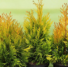 Туя складчатая 'Фореве Голди'