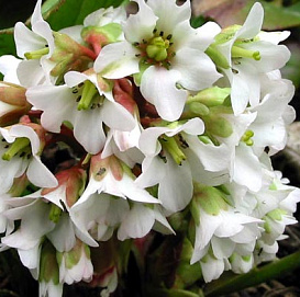 Бадан сердцелистный 'Брессингем Вайт'