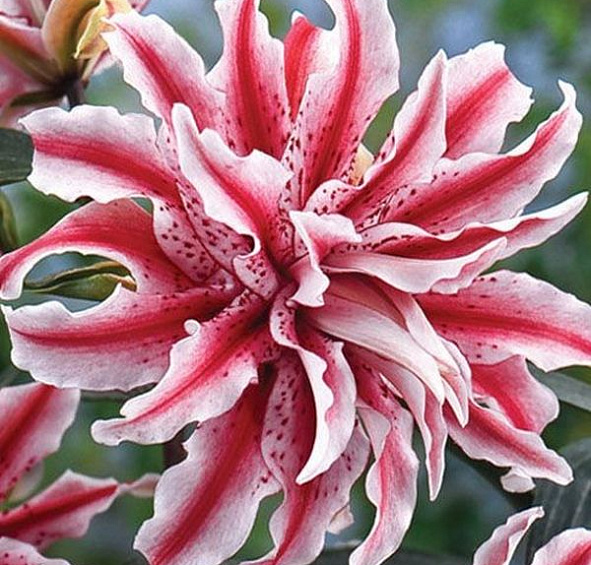 Лилия 'Меджик Стар' (махровая бело - розовая)