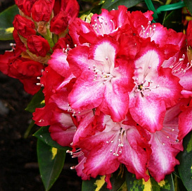 Рододендрон гибридный 'Президент Рузвельт' (красный)