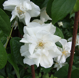 Чубушник 'Натчез'